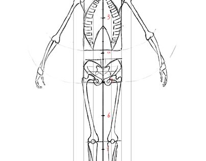 Anatomie 2D ART