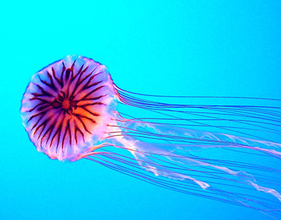 Under the sea (Jelly Fish)
