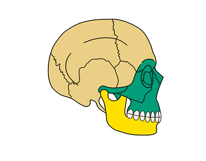 Ilustração científica do crânio