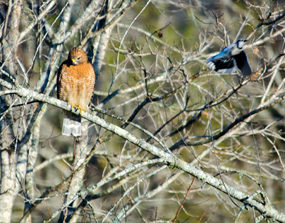 Red-tail  hawks