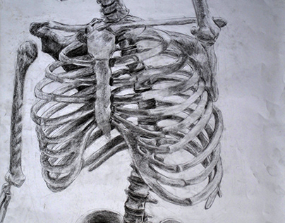 Studium szkieletu - 100x70 cm