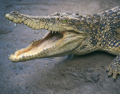 Siamese crocodile. PeartVision