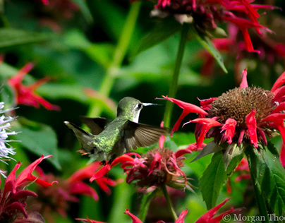Humming Birds From Middle Creek