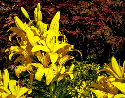 Wild Yellow-Lilies Pt.2