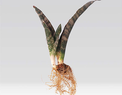 Snake Plant ‘Coppertone’-Uprooted