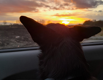 Z przyjacielem. Zachód słońca, pies Harley | Nature