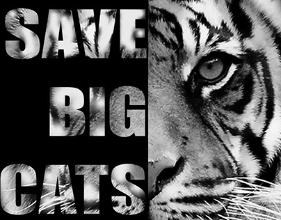Save Tigers: Visual Ergonomics