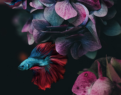 Graphic Art - Flower Fish