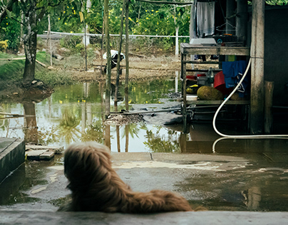 "Mùa nước nổi" - U Minh Ha - Mekong Delta