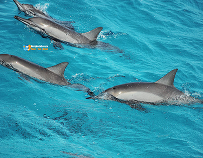 Nadar com golfinhos em Hurghada | Snorkel e Mergulho