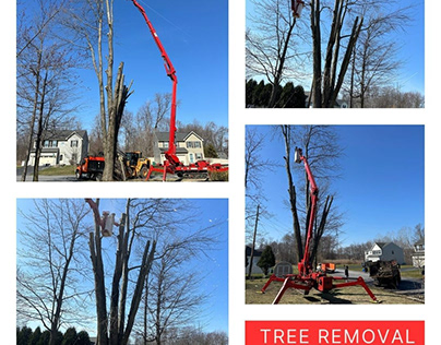 Tree Removal Service in Rochester, NY