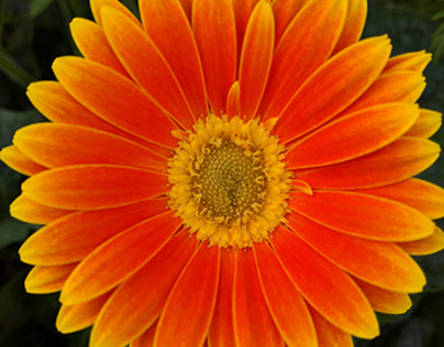 Orange You Glad I'm Not a Sunflower