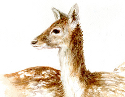 Deer Study in Watercolour and Coloured Pencils