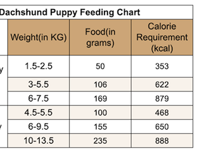 How Much to Feed a Dachshund Puppy-Feeding Chart