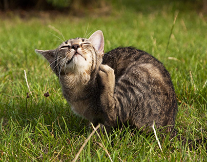 How to Get Rid of & Prevent Fleas on Cats