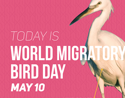 Social Media Campaign on Migratory Birds