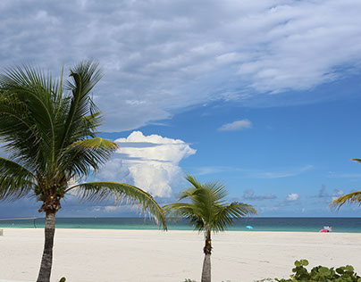 Beach and Palms - Florida