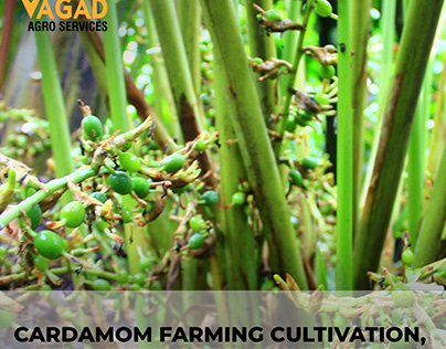 Cardamom Farming Cultivation, Planting, Care