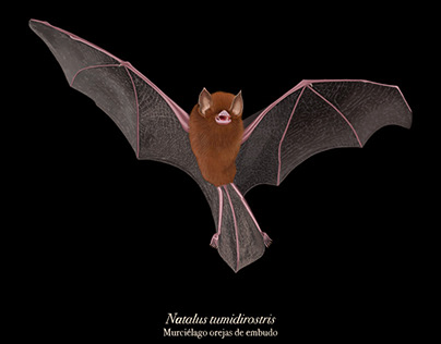 Natalus tumidirostris - Digital illustration