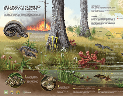 Life Cycle of the Frosted Flatwoods Salamander