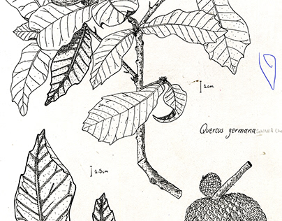 Ilustración Científica - Quercus germana