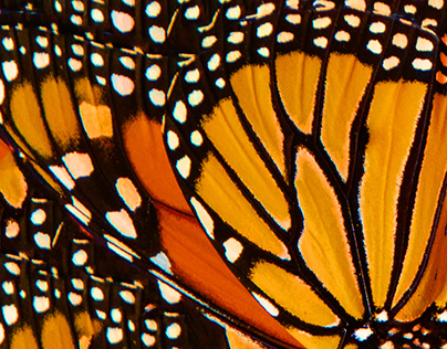 The Monarch Butterfly - Colour and Repeat