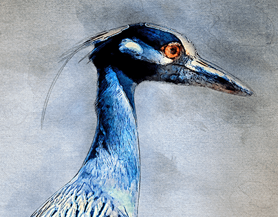 Heron_Digital Watercolors Series_10