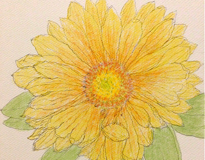 flower sketch Echinacea coloring Procreate