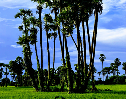 Fields and palm trees