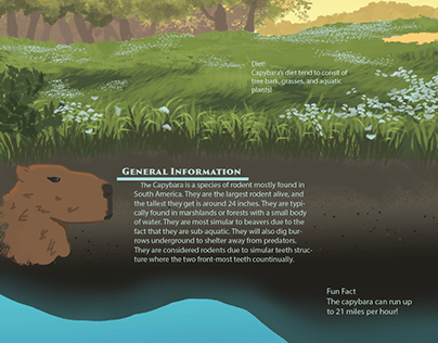 Capybara infographic