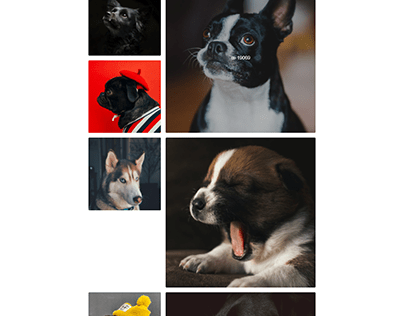 Dogs - Rede Social Para Cachorros