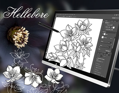 Hellebore or Helleborus or Winter rose.