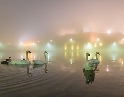 Swans on the Vistula River
