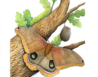 Polyphemus Moth Life Stages Scientific Illustration