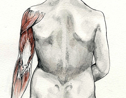 Watercolor Musculature