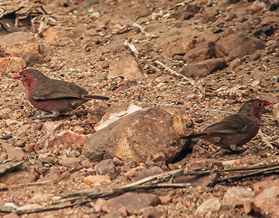 Red Billed Fire-finches