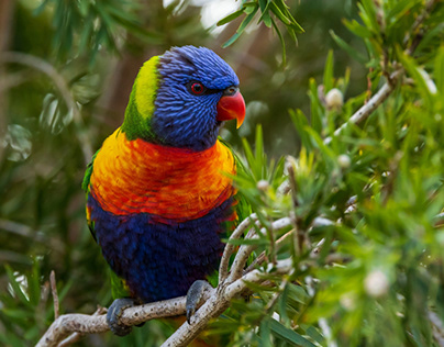 Tasmanian Birdlife