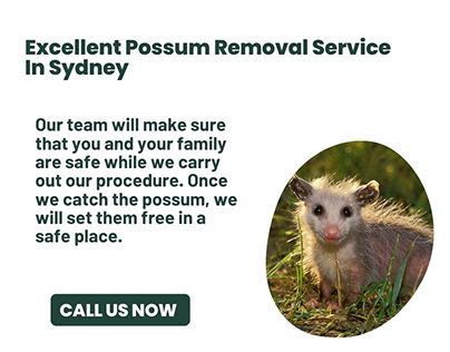 Excellent Possum Removal Service In Sydney