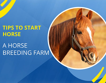 Tips To Start A Horse Breeding Farm