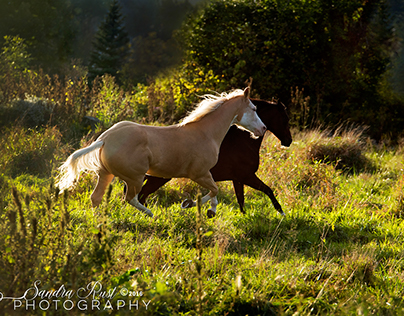 Horse Photograpy by Sandra Rust