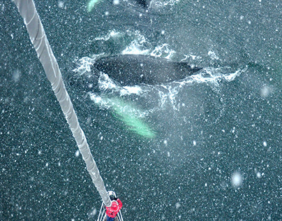 Documentando la conservación de las ballenas jorobadas
