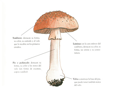 Mushroom illustrations for a guide