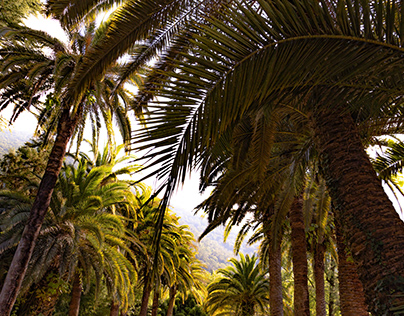 Photo of palm trees in Abkhazia / photography \ travel