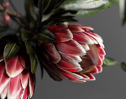 Bunch of flowers with protea and eucalypt