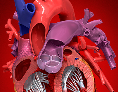 Internal heart anatomy