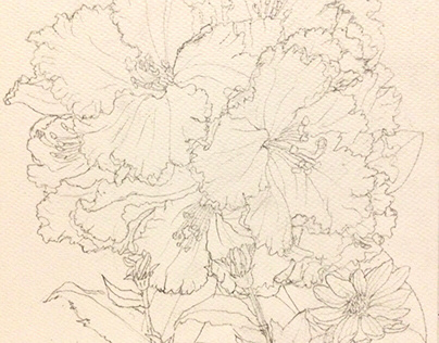 Rhododendron flower sketch シャクナゲの花のスケッチ