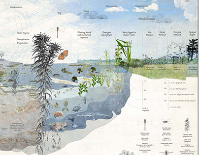 Wetland Illustration