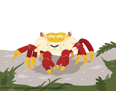 Crab Illustrations