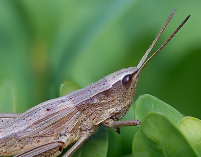 Photo Series: Nature / Case 19: Rufous The Grasshopper