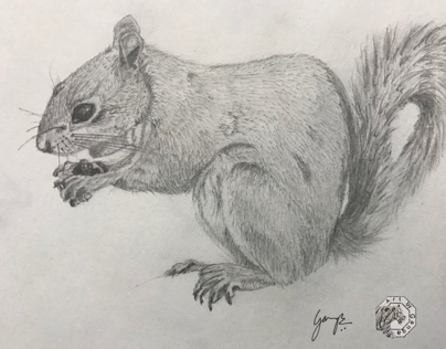 Squirrel - graphite drawing